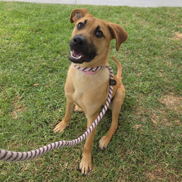 adoptable Dog in Long Beach, CA named *ROO