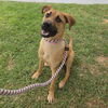 adoptable Dog in  named *ROO