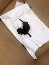 adoptable Cat in Long Beach, CA named *NOCTIS