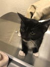 adoptable Cat in Long Beach, CA named *MILA