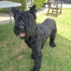adoptable Dog in long beach, CA named *BAMBINA