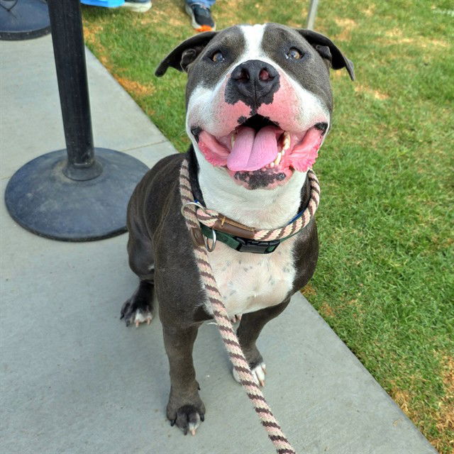 adoptable Dog in Long Beach, CA named BENNY