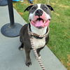 adoptable Dog in Long Beach, CA named BENNY