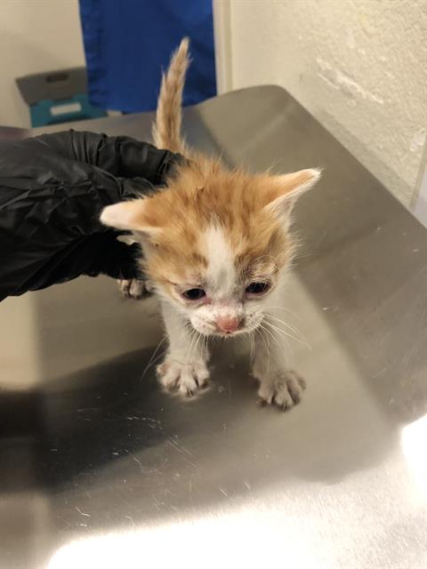 adoptable Cat in Long Beach, CA named *RICO