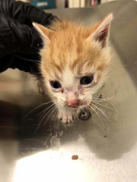 adoptable Cat in Long Beach, CA named *PRIVATE