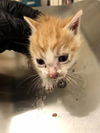 adoptable Cat in Long Beach, CA named *PRIVATE
