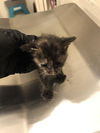 adoptable Cat in Long Beach, CA named *KOWALSKI