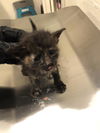 adoptable Cat in Long Beach, CA named *SKIPPER