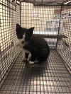adoptable Cat in Long Beach, CA named *LOUIE