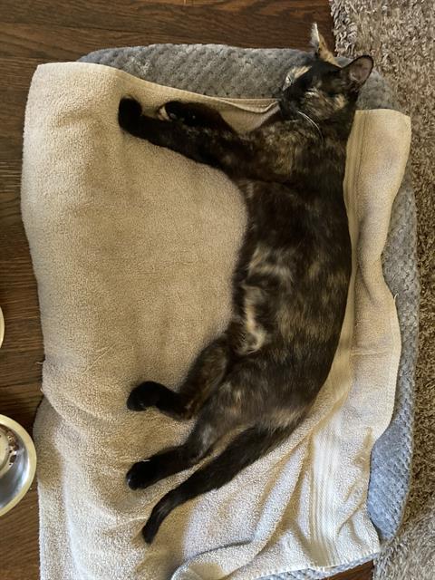 adoptable Cat in Long Beach, CA named *AMBER