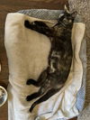 adoptable Cat in long beach, CA named *AMBER