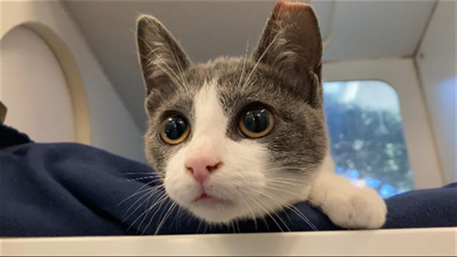 adoptable Cat in Long Beach, CA named *CILANTRO
