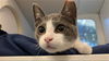 adoptable Cat in Long Beach, CA named *CILANTRO
