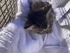 adoptable Cat in Long Beach, CA named *RUBY