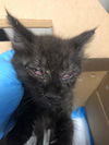 adoptable Cat in Long Beach, CA named *MORT
