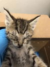 adoptable Cat in Long Beach, CA named *KING JULIAN