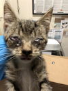 adoptable Cat in Long Beach, CA named *HAYFIELD