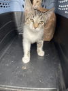 adoptable Cat in Long Beach, CA named *MOCHI