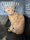 adoptable Cat in long beach, CA named *BUTTERFINGER