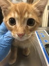 adoptable Cat in long beach, CA named *BUTTERBEER