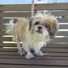 adoptable Dog in  named *TIBBINS