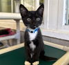 adoptable Cat in Long Beach, CA named *FIGARO