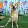 adoptable Dog in  named *SIGOURNEY