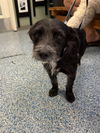 adoptable Dog in  named *POPPY