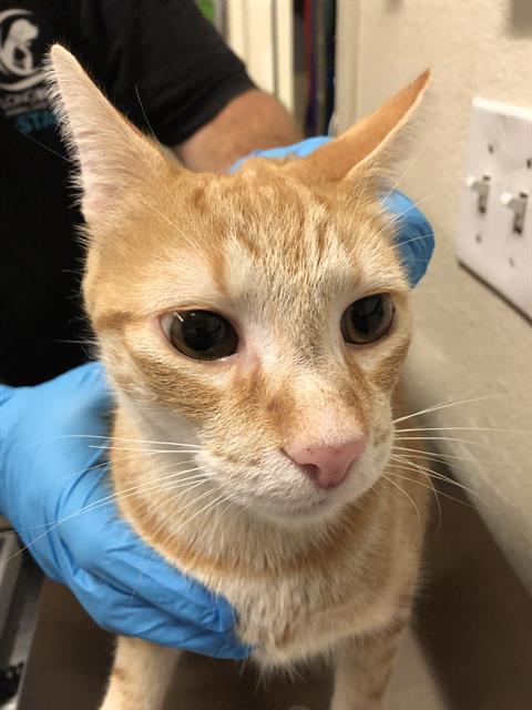 adoptable Cat in Long Beach, CA named *CHANDELIER