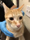 adoptable Cat in long beach, CA named *CHANDELIER