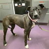 adoptable Dog in Long Beach, CA named *WENDY