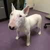 adoptable Dog in  named *JADE