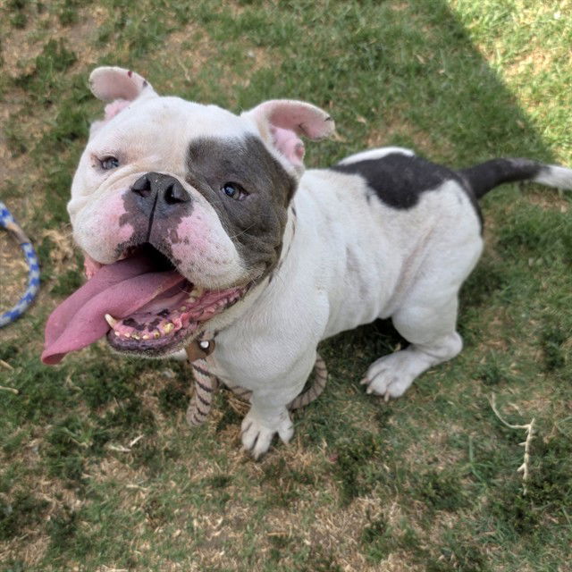 adoptable Dog in Long Beach, CA named *WADDLE