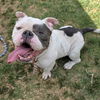 adoptable Dog in  named *WADDLE