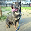adoptable Dog in  named *MADELINE