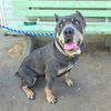 adoptable Dog in Long Beach, CA named *MADELINE