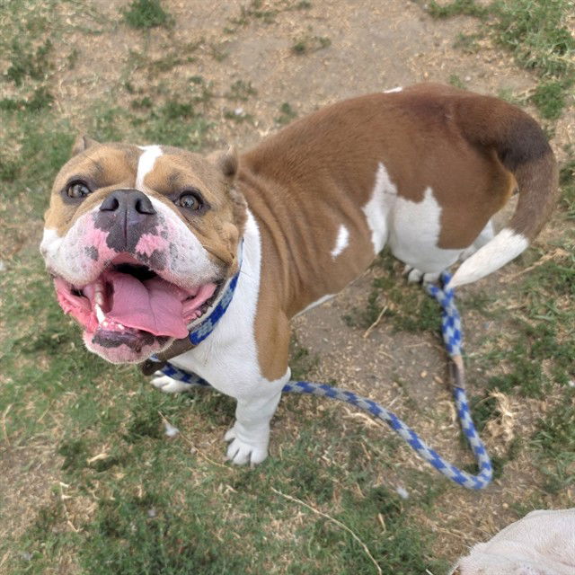 adoptable Dog in Long Beach, CA named *DAWDLE