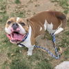 adoptable Dog in  named *DAWDLE