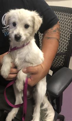 adoptable Dog in Long Beach, CA named *TATER