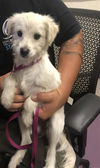 adoptable Dog in  named *TATER