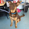 adoptable Dog in  named *COPPER TOP