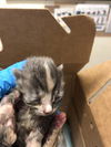 adoptable Cat in Long Beach, CA named A739634