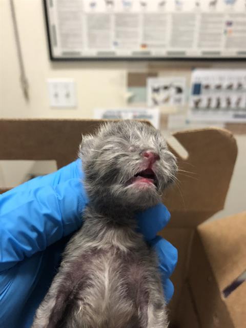 adoptable Cat in Long Beach, CA named A739635