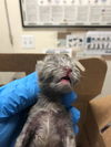 adoptable Cat in Long Beach, CA named A739635