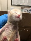 adoptable Cat in  named A739636
