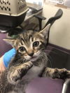 adoptable Cat in  named *KYRIE