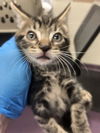 adoptable Cat in  named *SANCTUS