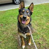 adoptable Dog in Long Beach, CA named LEO