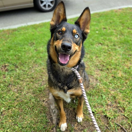 LEO - German Shepherd Dog / Husky available for adoption