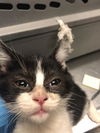 adoptable Cat in Long Beach, CA named *LILITH